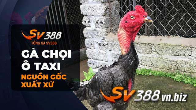 Gà chọi Ô Taxi