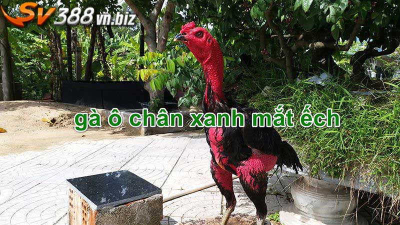 gà ô chân xanh mắt ếch được ưa chuộng